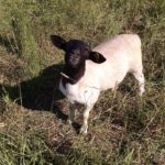 Grass-Fed Lamb